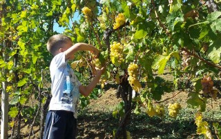 Tradicija i kvalitet kosovskih vina