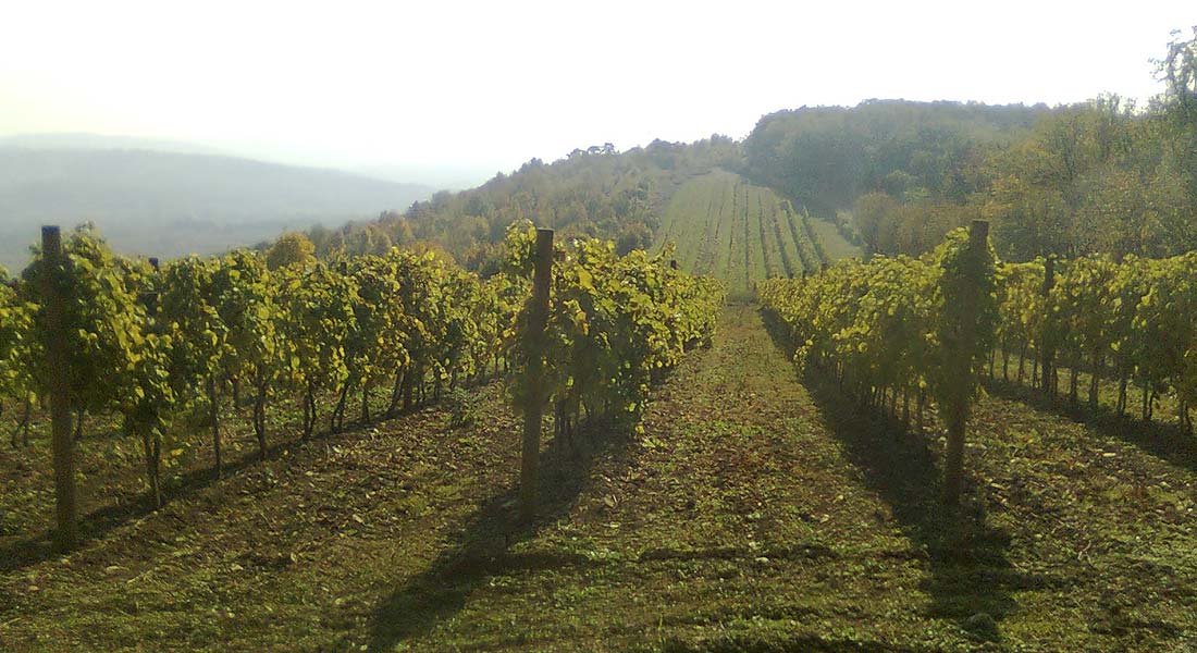 Oplenački vinogradi